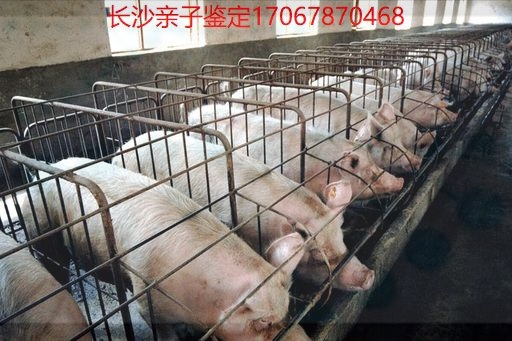 祁东县做亲子鉴定
